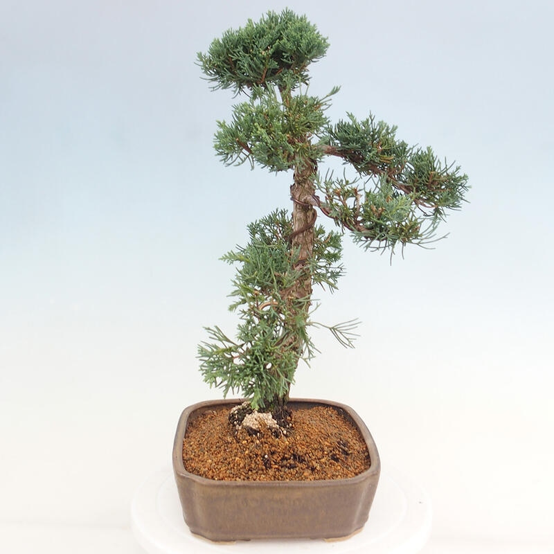 Outdoor bonsai - Juniperus chinensis Kishu - chiński jałowiec