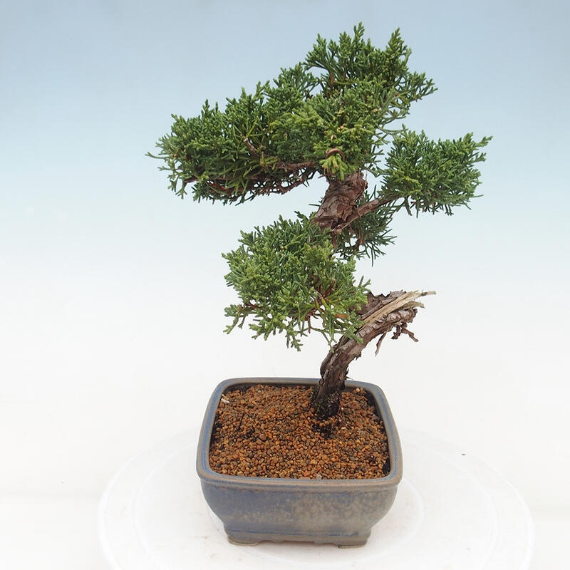 Outdoor bonsai - Juniperus chinensis Kishu - chiński jałowiec