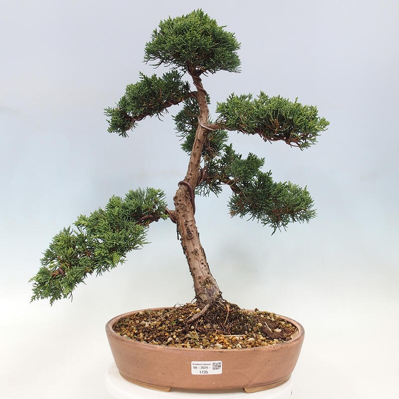 Bonsai zewnętrzne - Juniperus chinensis Kishu - Jałowiec chiński