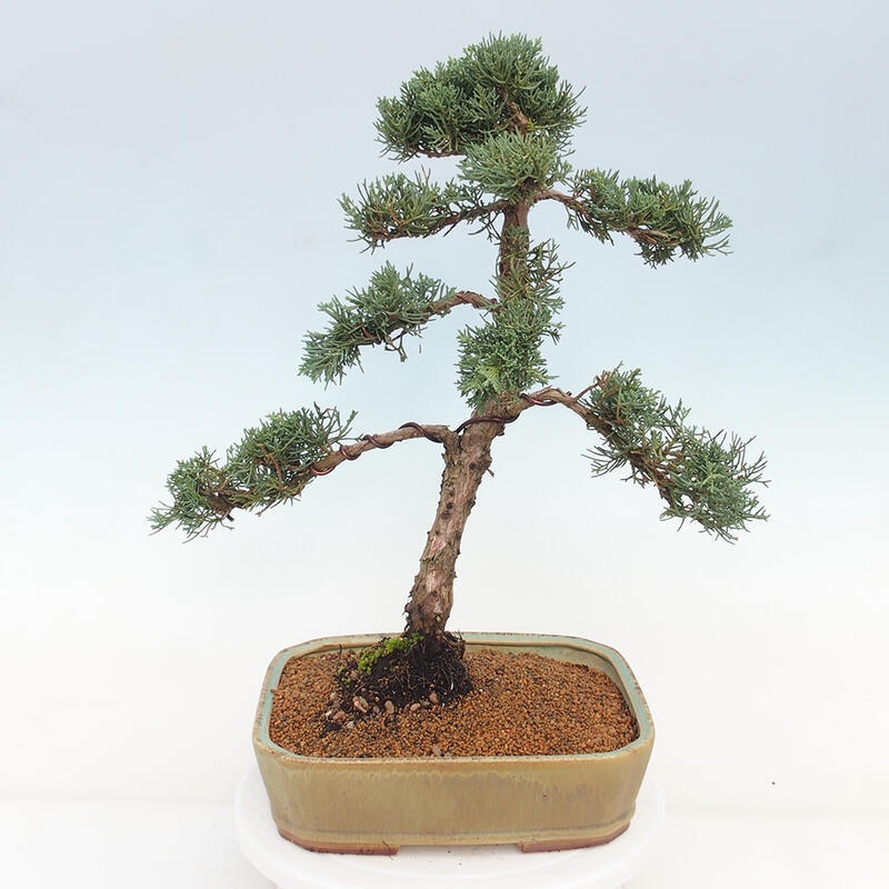 Outdoor bonsai - Juniperus chinensis Kishu - chiński jałowiec