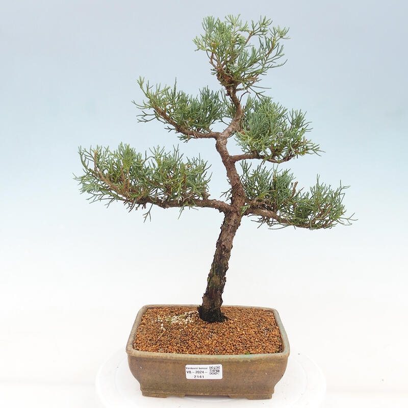 Outdoor bonsai - Juniperus chinensis Kishu - chiński jałowiec