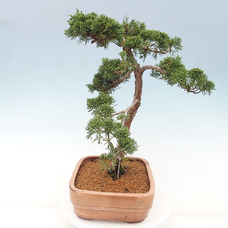 Outdoor bonsai - Juniperus chinensis Kishu - chiński jałowiec