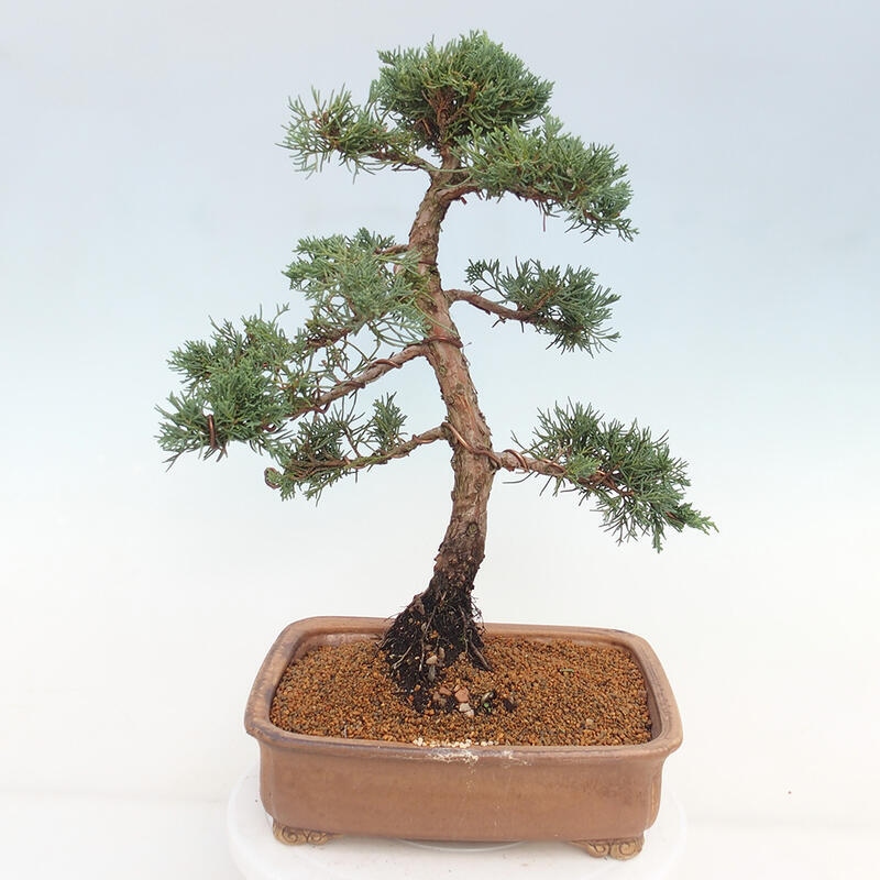 Outdoor bonsai - Juniperus chinensis Kishu - chiński jałowiec