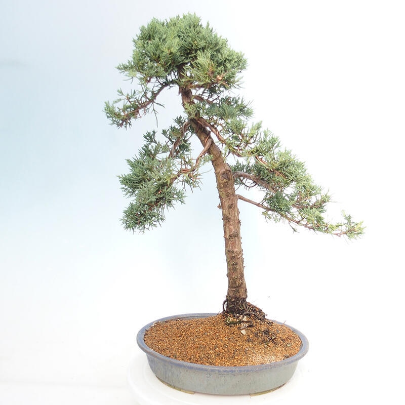 Outdoor bonsai - Juniperus chinensis Kishu - chiński jałowiec