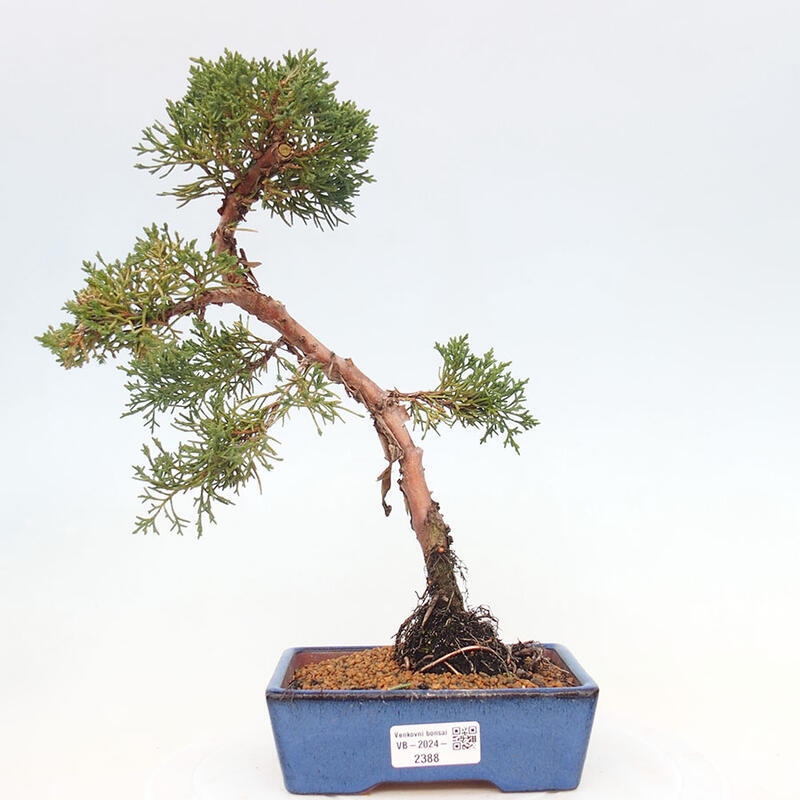 Bonsai zewnętrzne - Juniperus chinensis Kishu - Jałowiec chiński