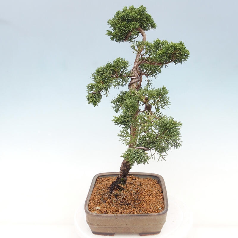 Outdoor bonsai - Juniperus chinensis Kishu - chiński jałowiec