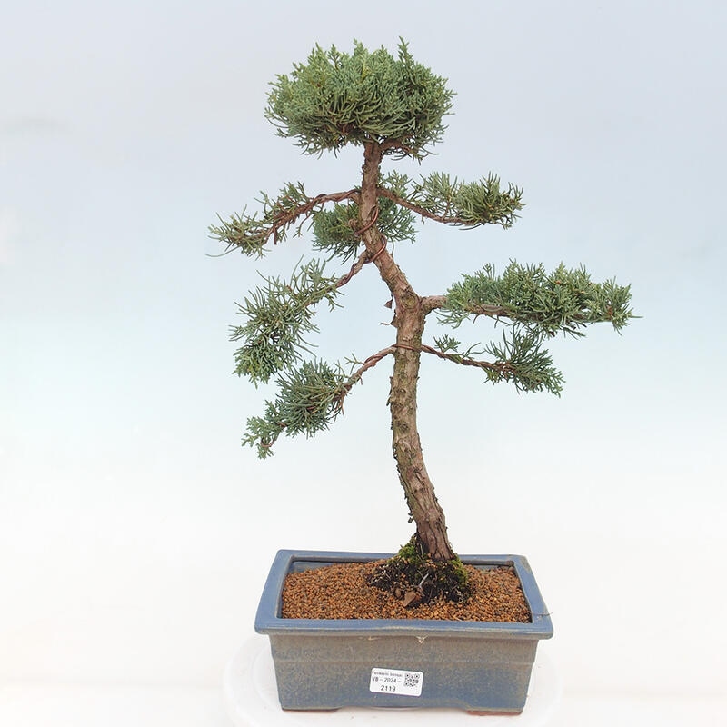 Outdoor bonsai - Juniperus chinensis Kishu - chiński jałowiec