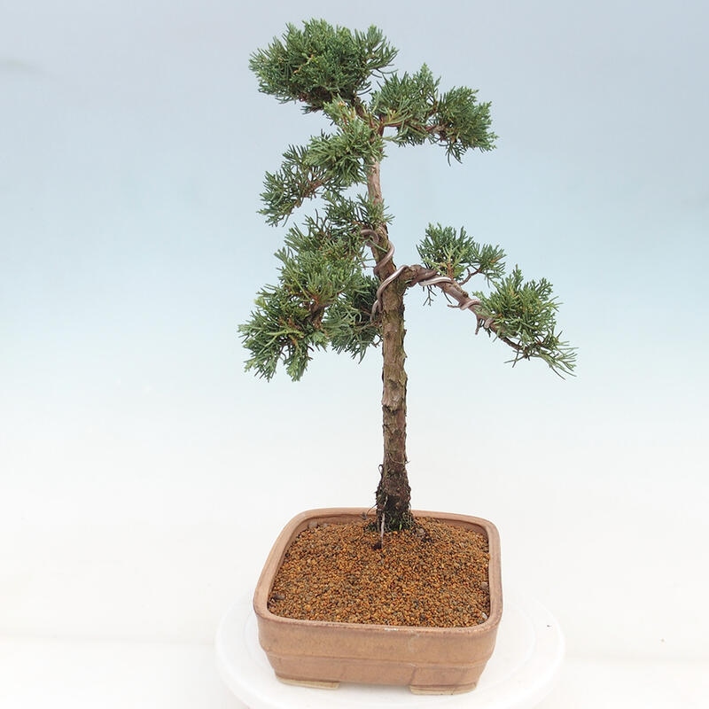 Outdoor bonsai - Juniperus chinensis Kishu - chiński jałowiec