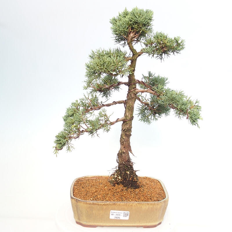 Outdoor bonsai - Juniperus chinensis Kishu - chiński jałowiec