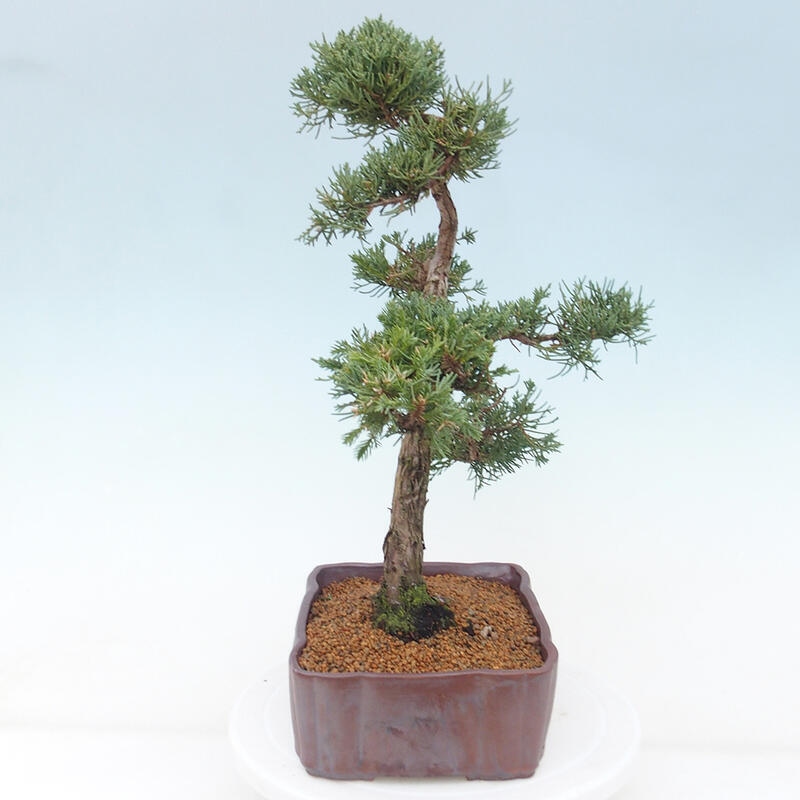 Outdoor bonsai - Juniperus chinensis Kishu - chiński jałowiec