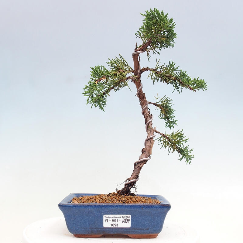 Bonsai zewnętrzne - Juniperus chinensis Kishu - Jałowiec chiński