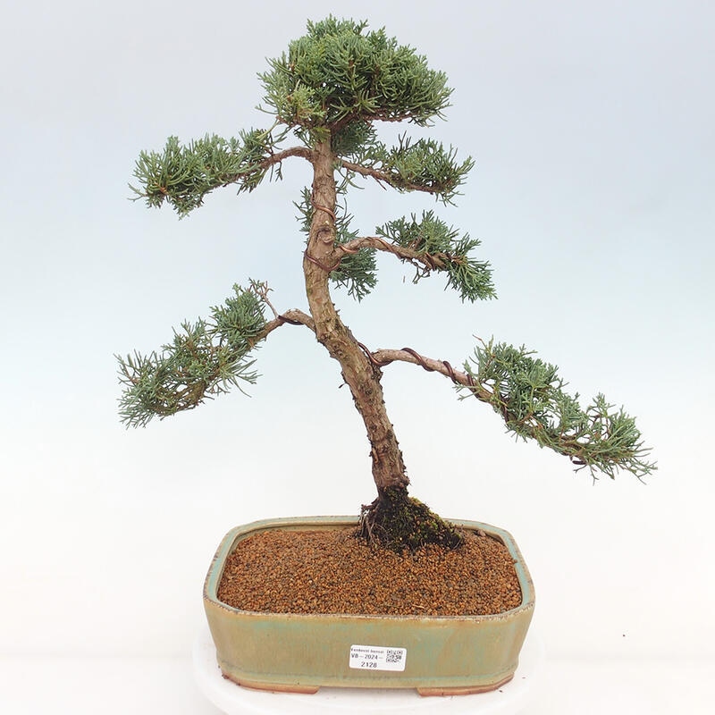 Outdoor bonsai - Juniperus chinensis Kishu - chiński jałowiec