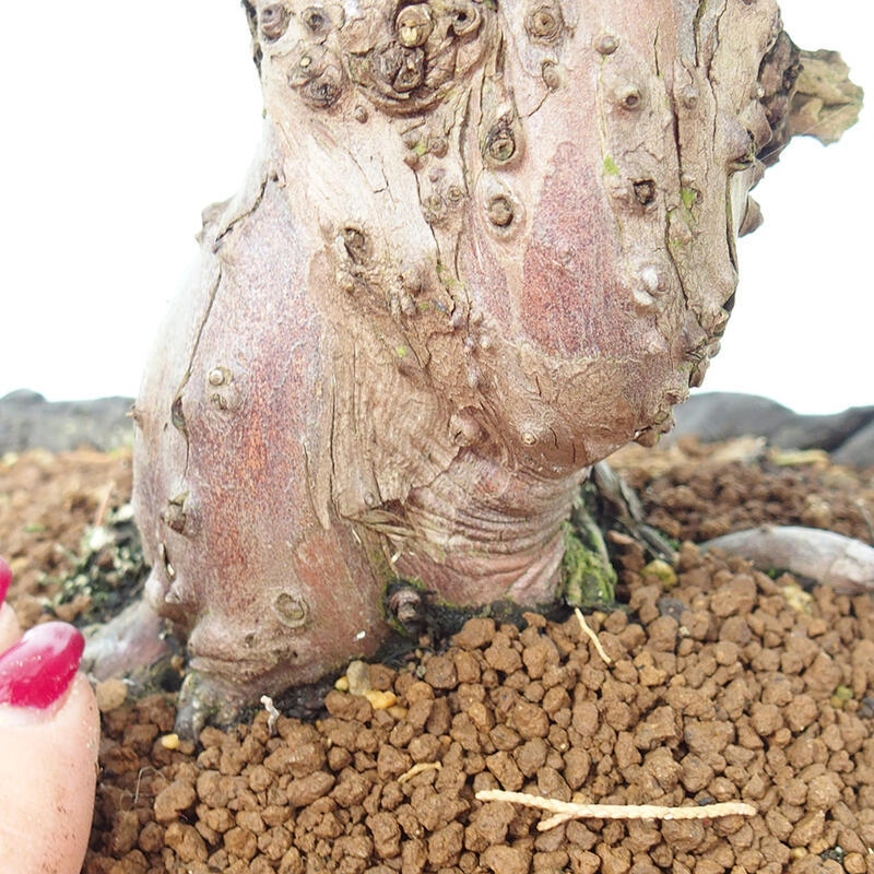 Bonsai zewnętrzne - Juniperus chinensis Kishu - Jałowiec chiński