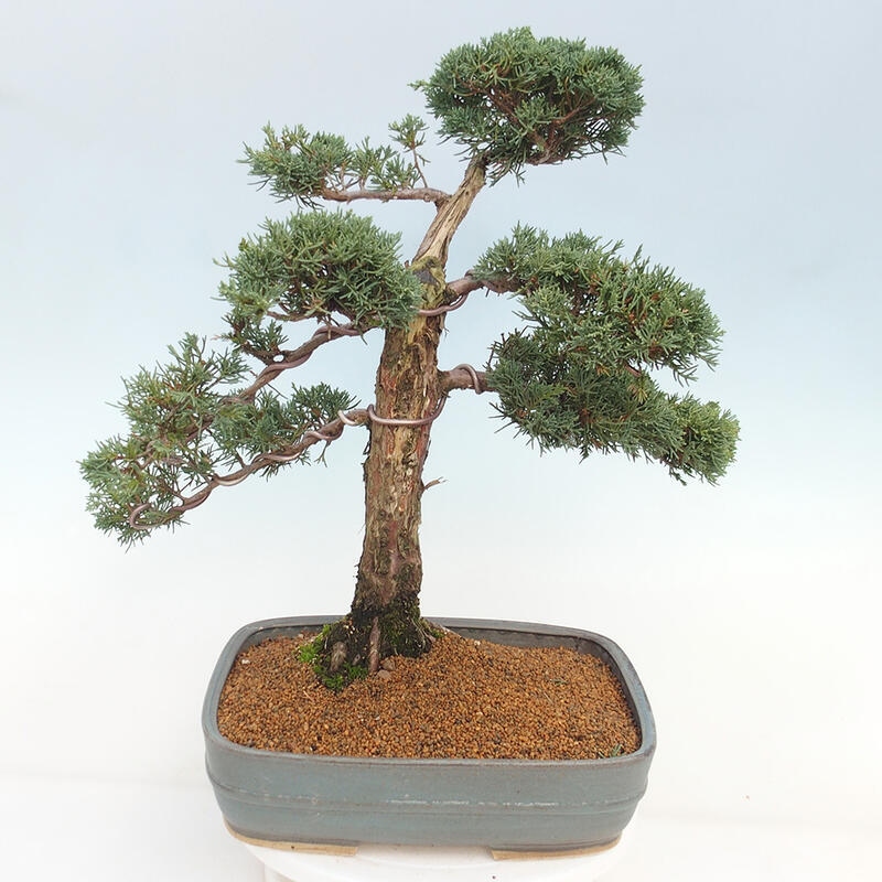 Outdoor bonsai - Juniperus chinensis Kishu - chiński jałowiec