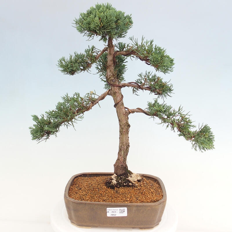 Outdoor bonsai - Juniperus chinensis Kishu - chiński jałowiec