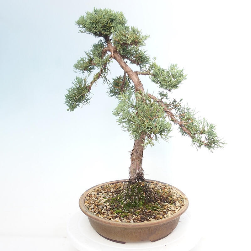 Outdoor bonsai - Juniperus chinensis Kishu - chiński jałowiec