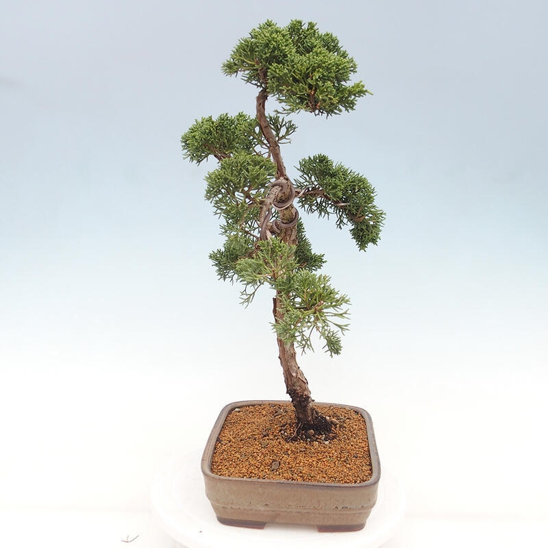 Outdoor bonsai - Juniperus chinensis Kishu - chiński jałowiec