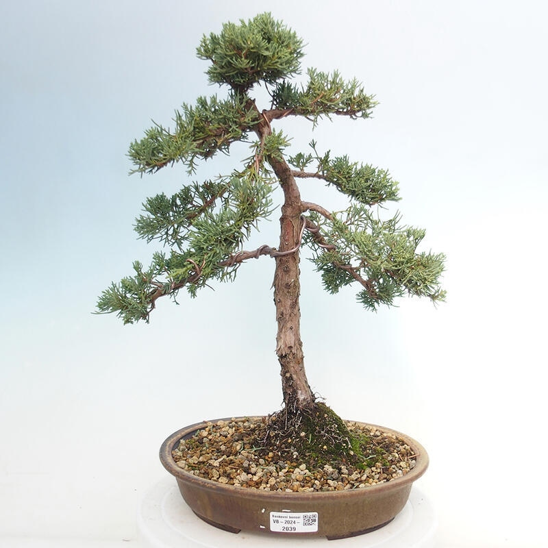 Outdoor bonsai - Juniperus chinensis Kishu - chiński jałowiec