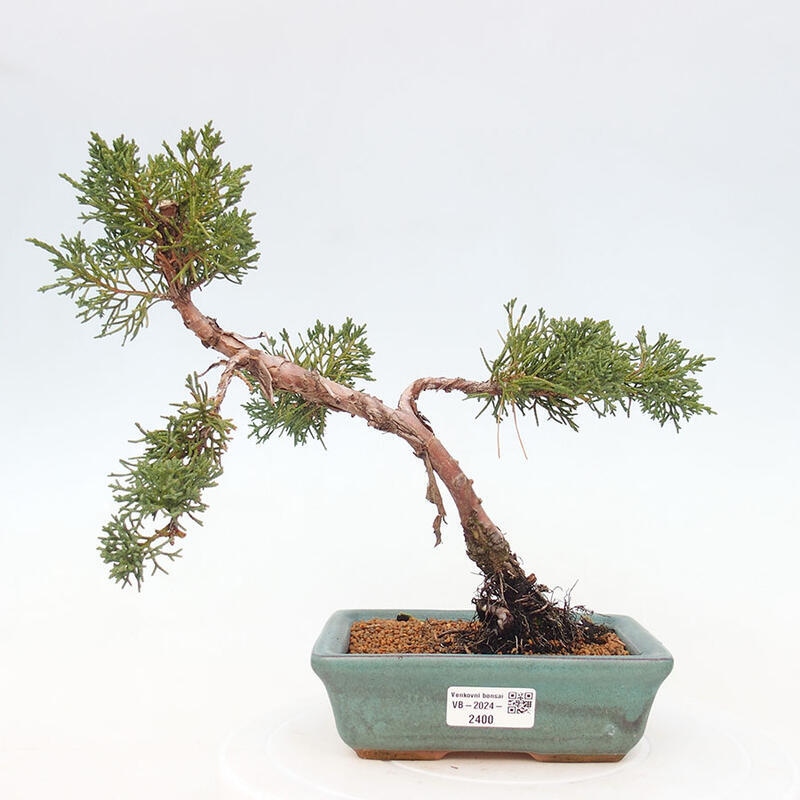 Bonsai zewnętrzne - Juniperus chinensis Kishu - Jałowiec chiński