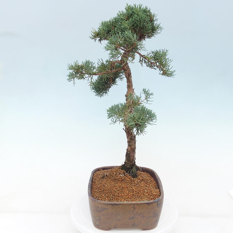 Outdoor bonsai - Juniperus chinensis Kishu - chiński jałowiec