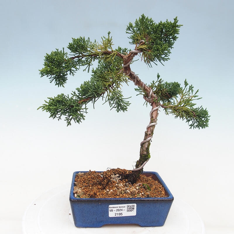 Bonsai zewnętrzne - Juniperus chinensis Kishu - Jałowiec chiński