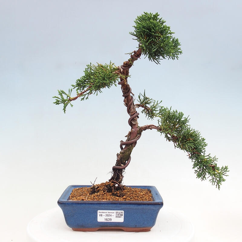 Bonsai zewnętrzne - Juniperus chinensis Kishu - Jałowiec chiński