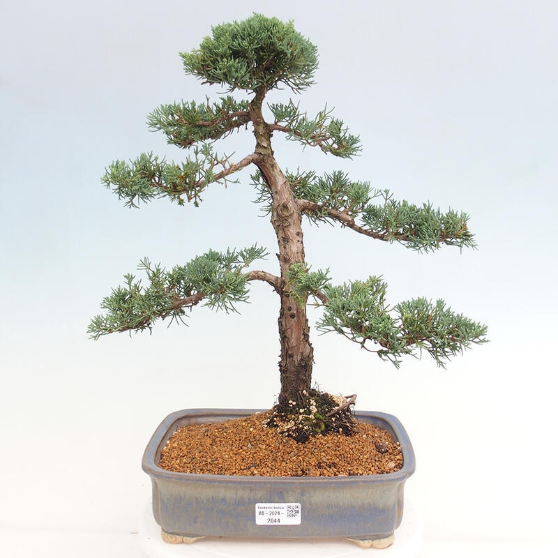 Outdoor bonsai - Juniperus chinensis Kishu - chiński jałowiec