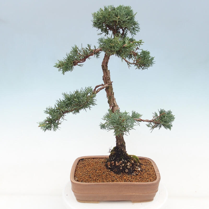 Outdoor bonsai - Juniperus chinensis Kishu - chiński jałowiec