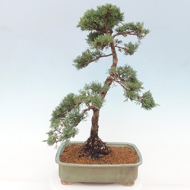 Outdoor bonsai - Juniperus chinensis Kishu - chiński jałowiec