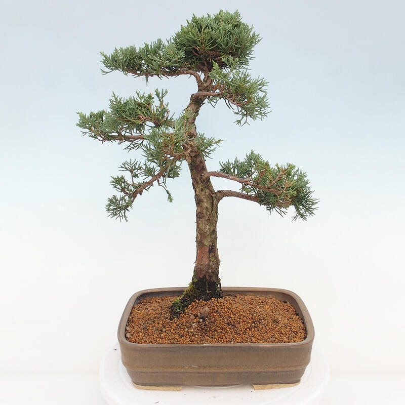 Outdoor bonsai - Juniperus chinensis Kishu - chiński jałowiec