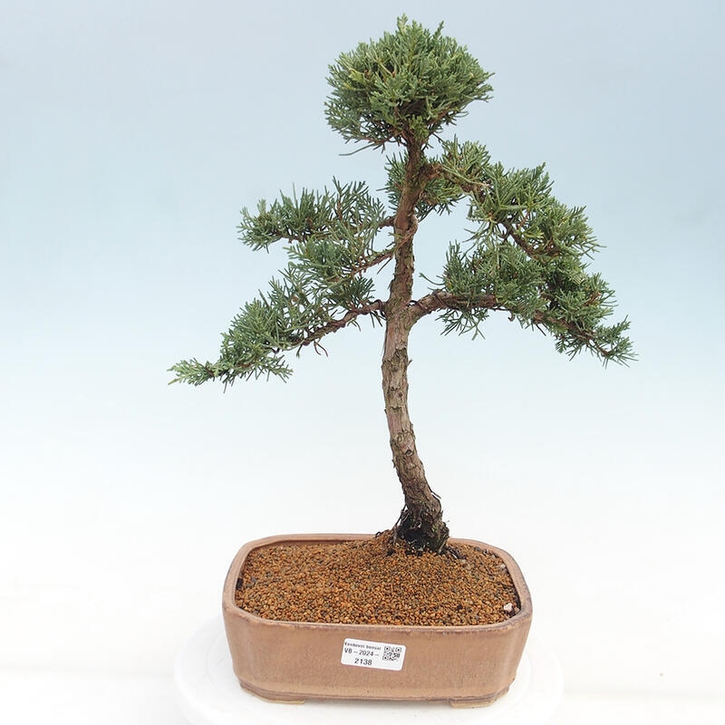 Outdoor bonsai - Juniperus chinensis Kishu - chiński jałowiec