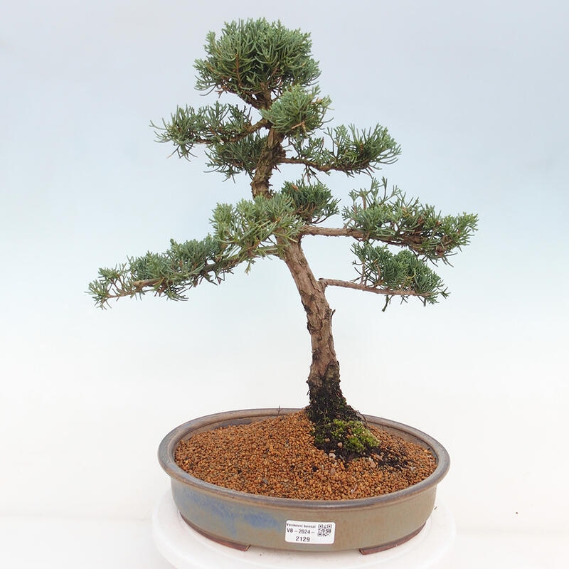 Outdoor bonsai - Juniperus chinensis Kishu - chiński jałowiec