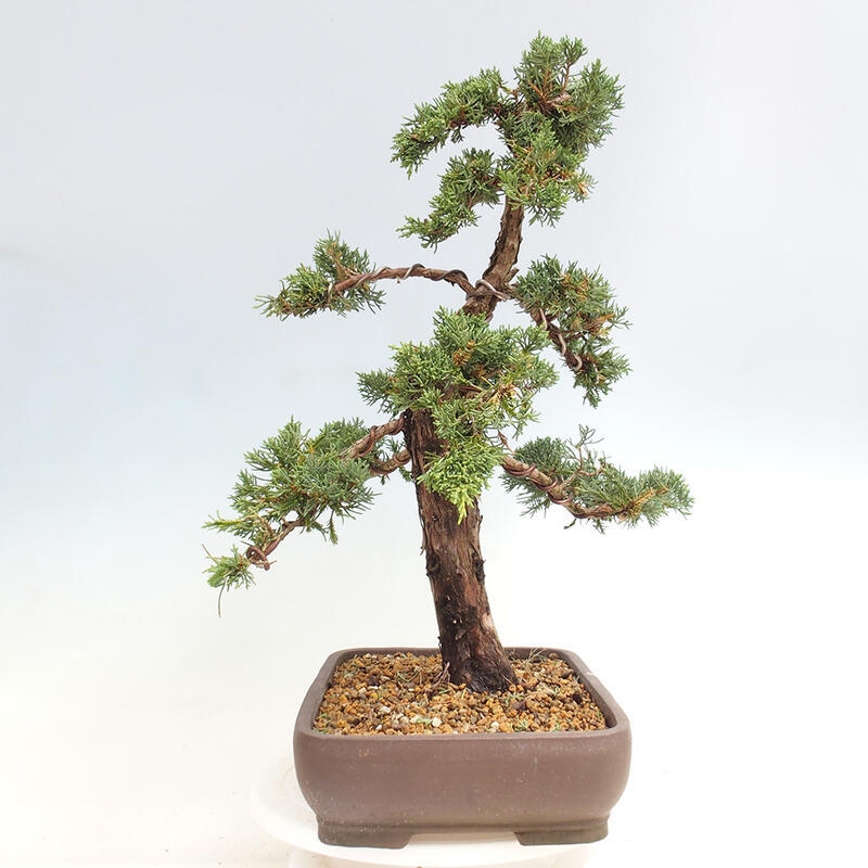 Outdoor bonsai - Juniperus chinensis Kishu - chiński jałowiec