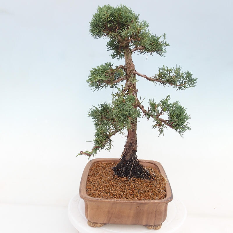 Outdoor bonsai - Juniperus chinensis Kishu - chiński jałowiec