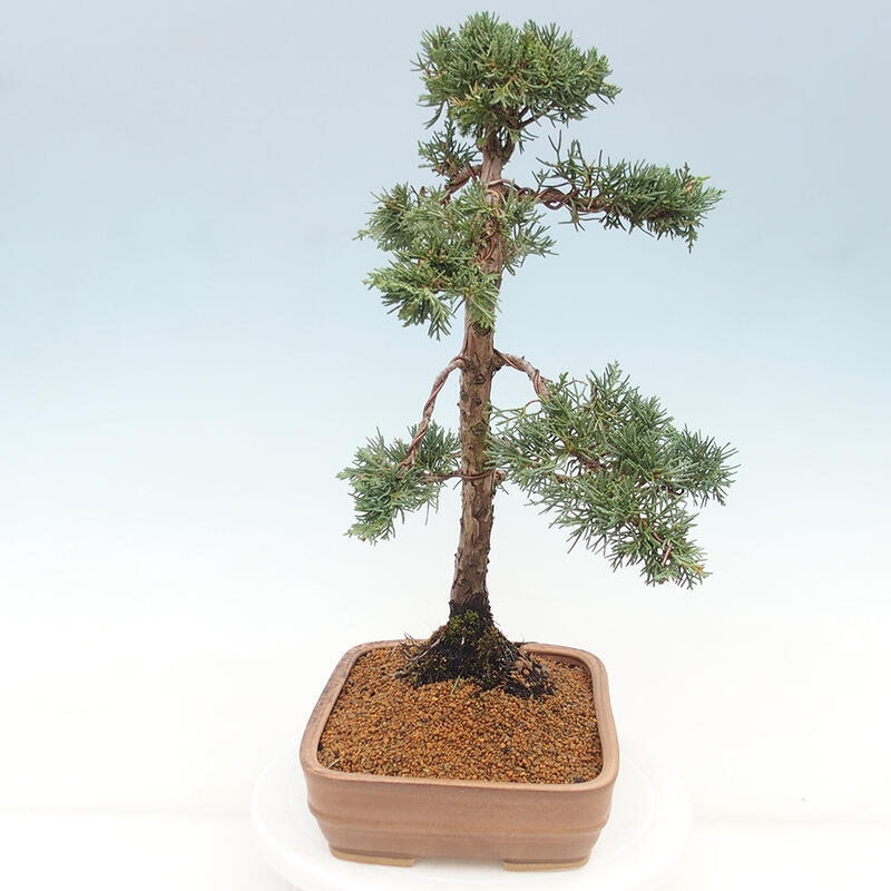 Outdoor bonsai - Juniperus chinensis Kishu - chiński jałowiec