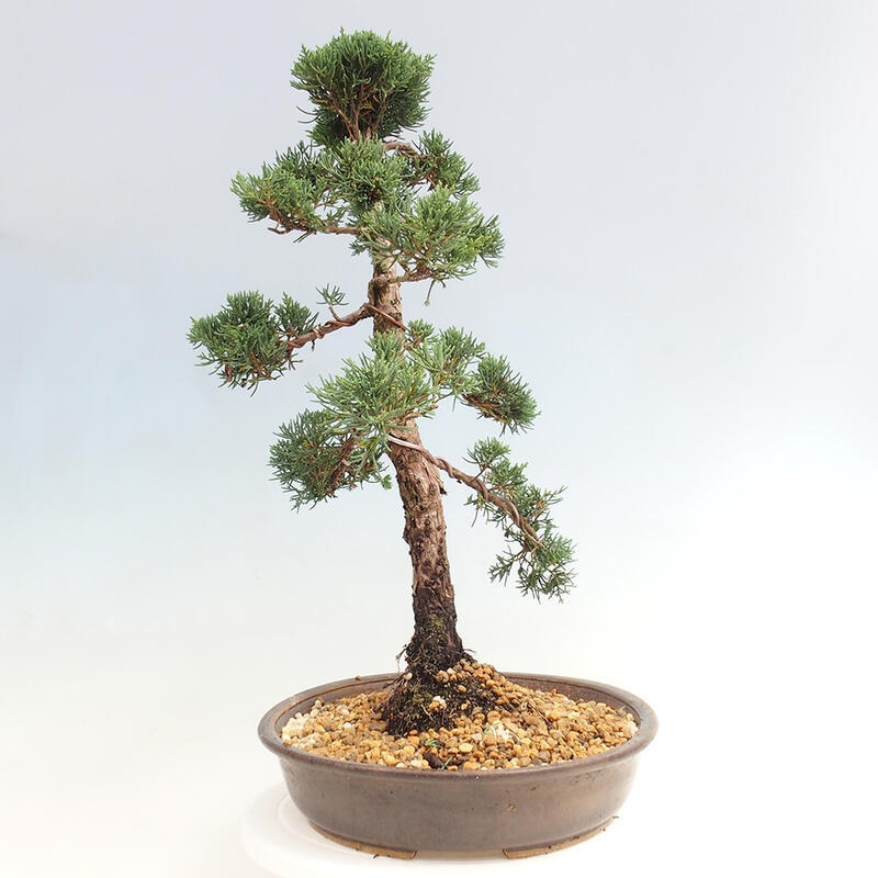 Outdoor bonsai - Juniperus chinensis Kishu - chiński jałowiec