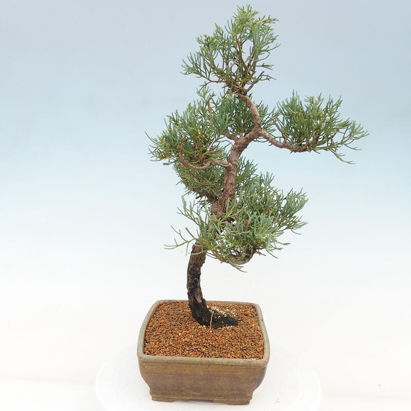 Outdoor bonsai - Juniperus chinensis Kishu - chiński jałowiec