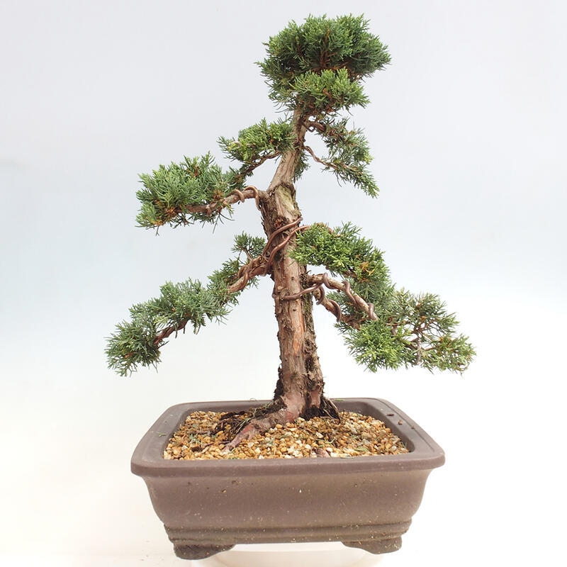 Outdoor bonsai - Juniperus chinensis Kishu - chiński jałowiec