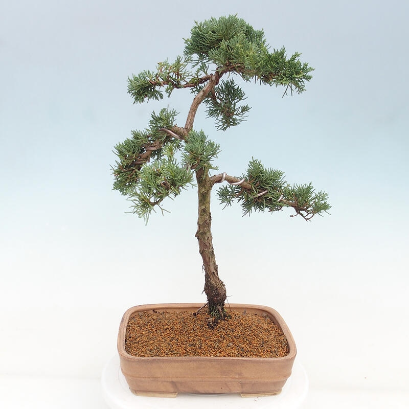 Outdoor bonsai - Juniperus chinensis Kishu - chiński jałowiec