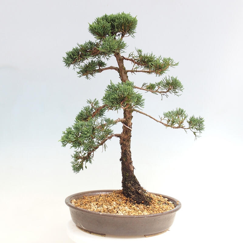 Outdoor bonsai - Juniperus chinensis Kishu - chiński jałowiec