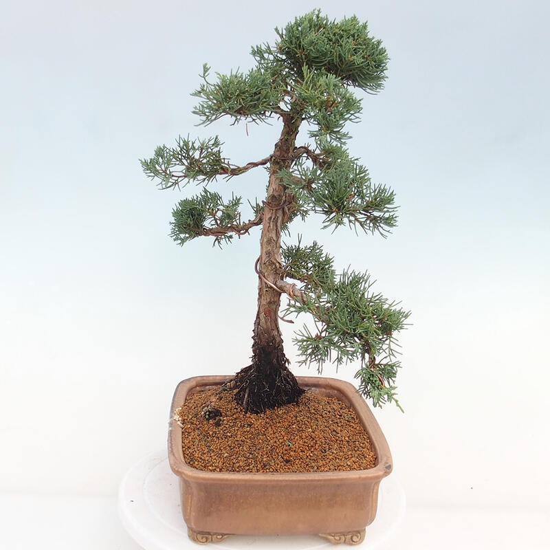 Outdoor bonsai - Juniperus chinensis Kishu - chiński jałowiec