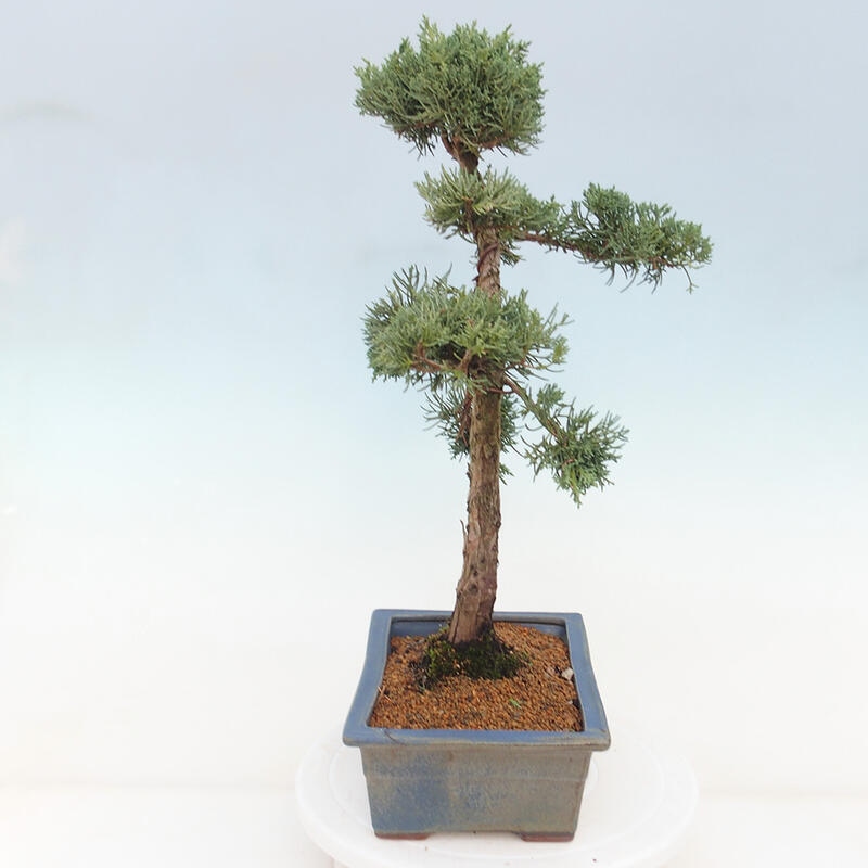 Outdoor bonsai - Juniperus chinensis Kishu - chiński jałowiec