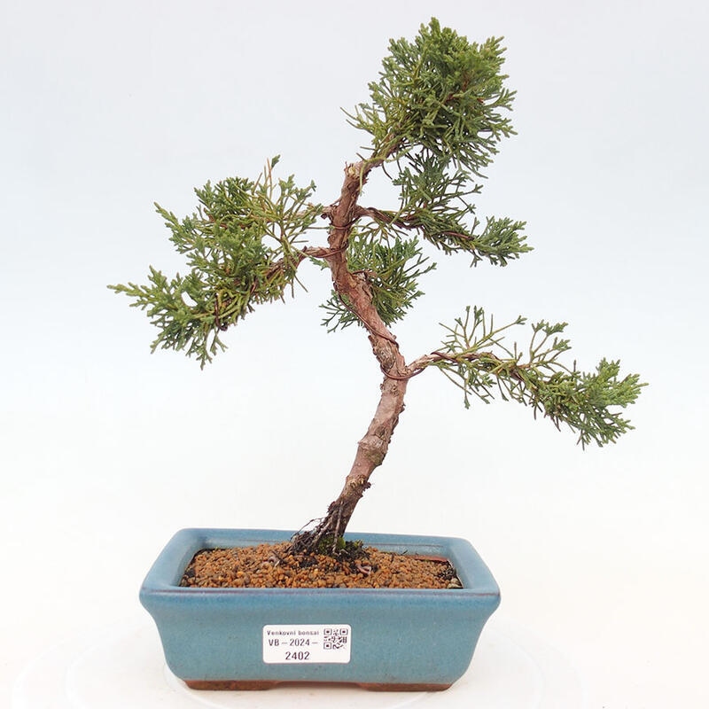 Bonsai zewnętrzne - Juniperus chinensis Kishu - Jałowiec chiński