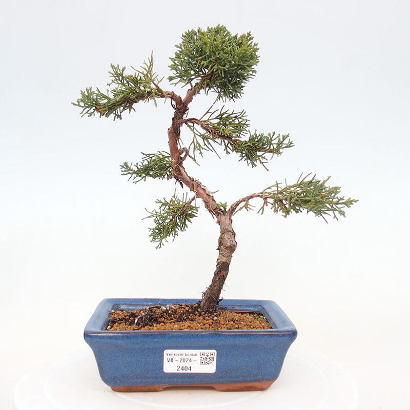 Bonsai zewnętrzne - Juniperus chinensis Kishu - Jałowiec chiński