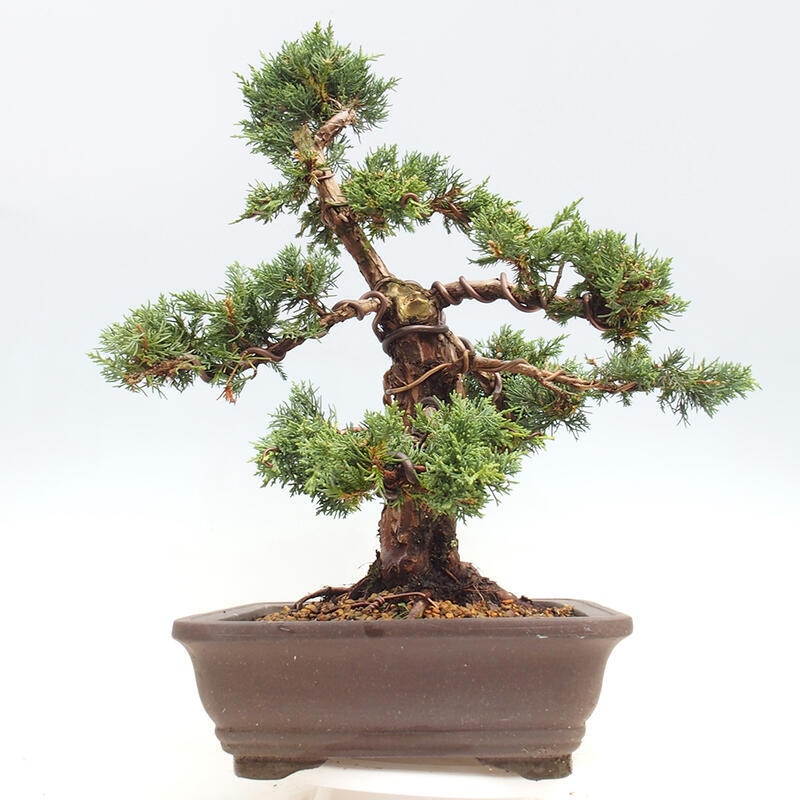 Outdoor bonsai - Juniperus chinensis Kishu - chiński jałowiec