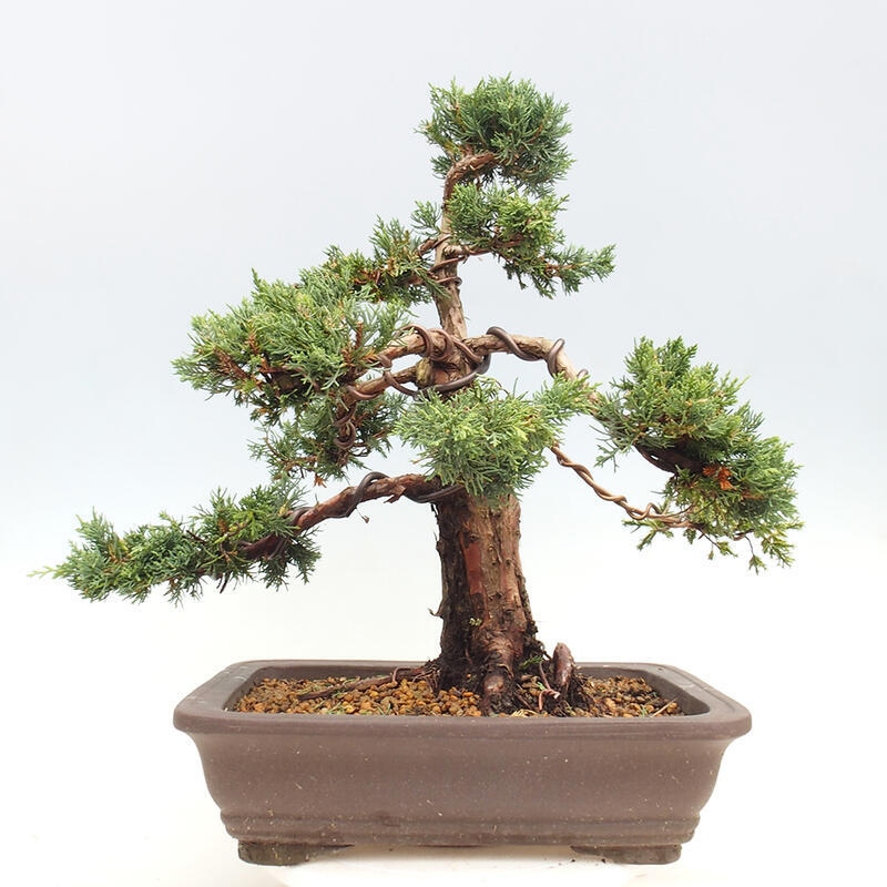 Outdoor bonsai - Juniperus chinensis Kishu - chiński jałowiec