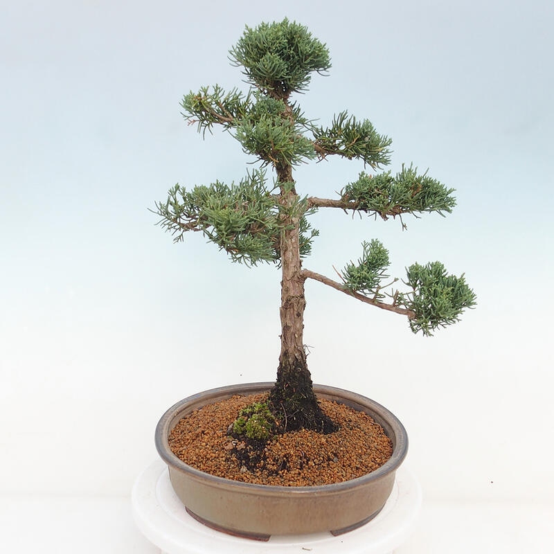 Outdoor bonsai - Juniperus chinensis Kishu - chiński jałowiec