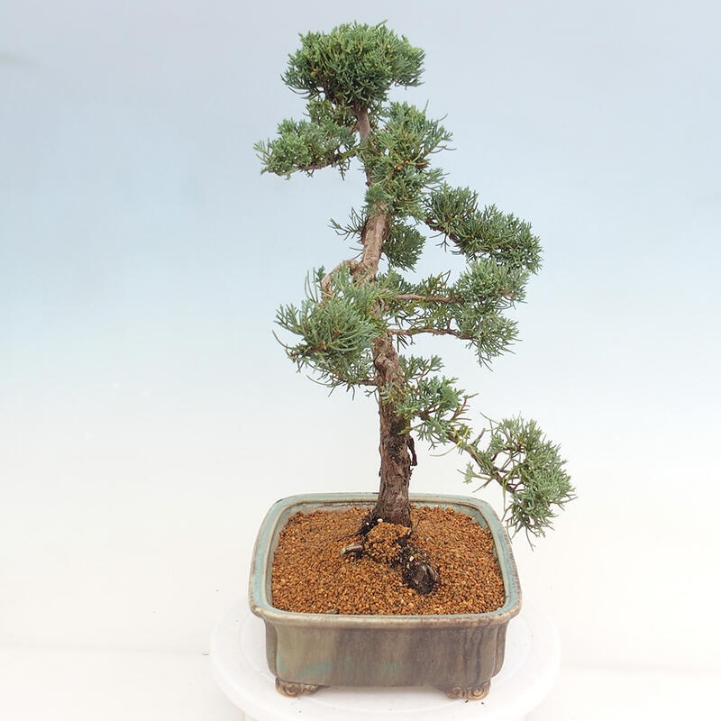 Outdoor bonsai - Juniperus chinensis Kishu - chiński jałowiec