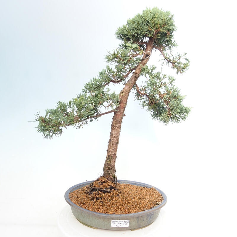 Outdoor bonsai - Juniperus chinensis Kishu - chiński jałowiec