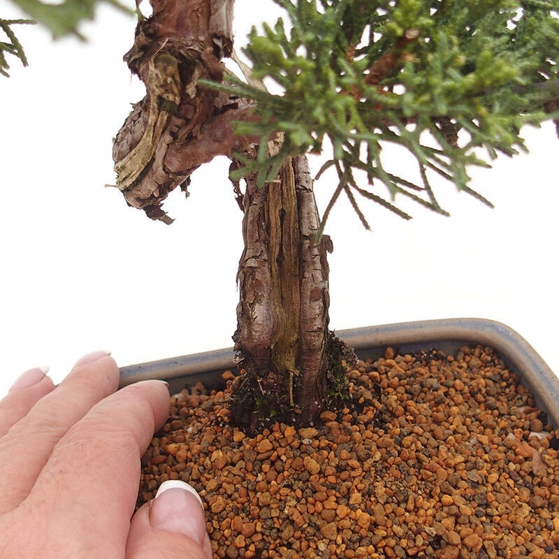 Outdoor bonsai - Juniperus chinensis Kishu - chiński jałowiec